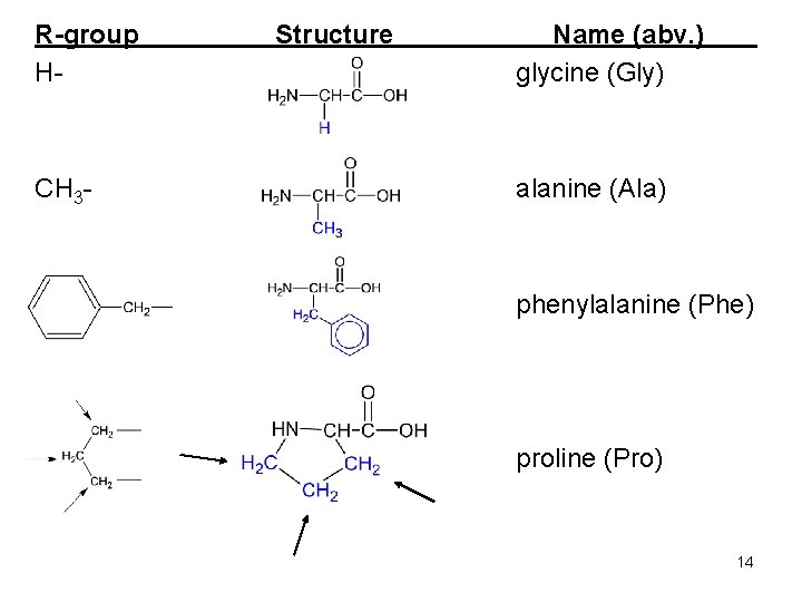 R-group H- CH 3 - Structure Name (abv. ) glycine (Gly) alanine (Ala) phenylalanine