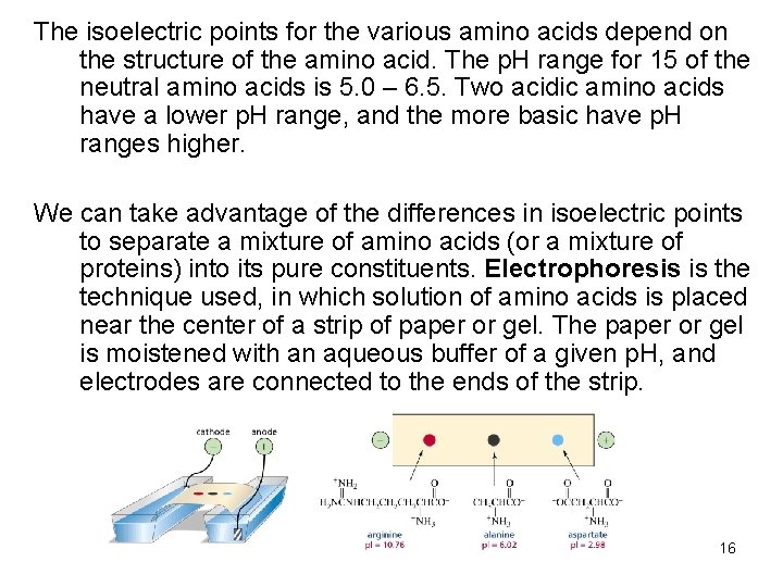 The isoelectric points for the various amino acids depend on the structure of the The isoelectric points for the various amino acids depend on the structure of the
