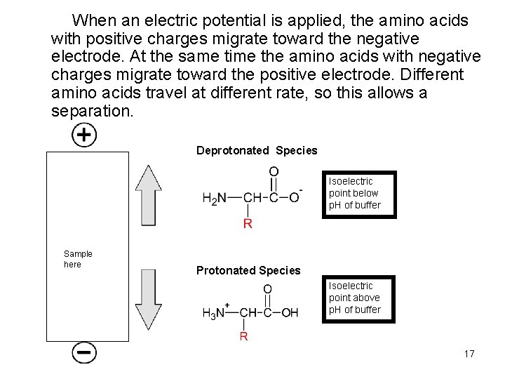 When an electric potential is applied, the amino acids with positive charges migrate toward