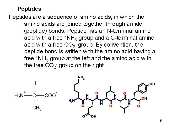 Peptides are a sequence of amino acids, in which the amino acids are joined Peptides are a sequence of amino acids, in which the amino acids are joined