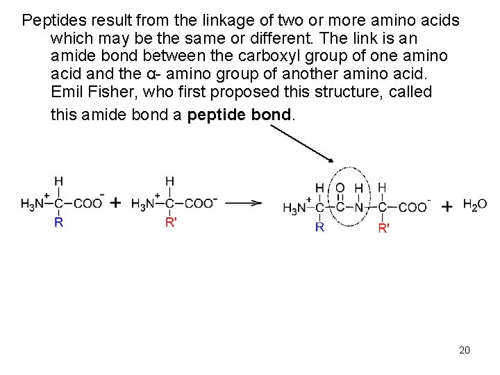Peptides result from the linkage of two or more amino acids which may be Peptides result from the linkage of two or more amino acids which may be
