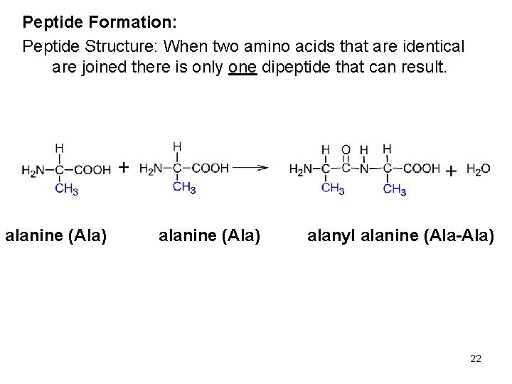 Peptide Formation: Peptide Structure: When two amino acids that are identical are joined there Peptide Formation: Peptide Structure: When two amino acids that are identical are joined there