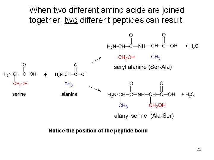 When two different amino acids are joined together, two different peptides can result. Notice