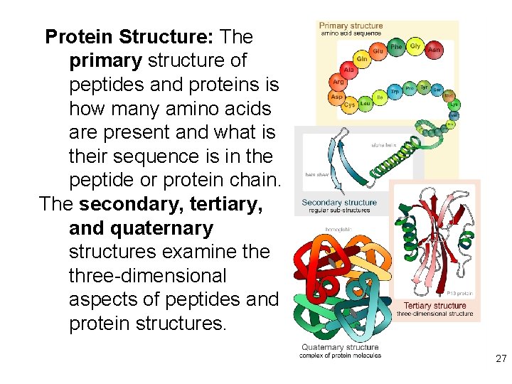 Protein Structure: The primary structure of peptides and proteins is how many amino acids