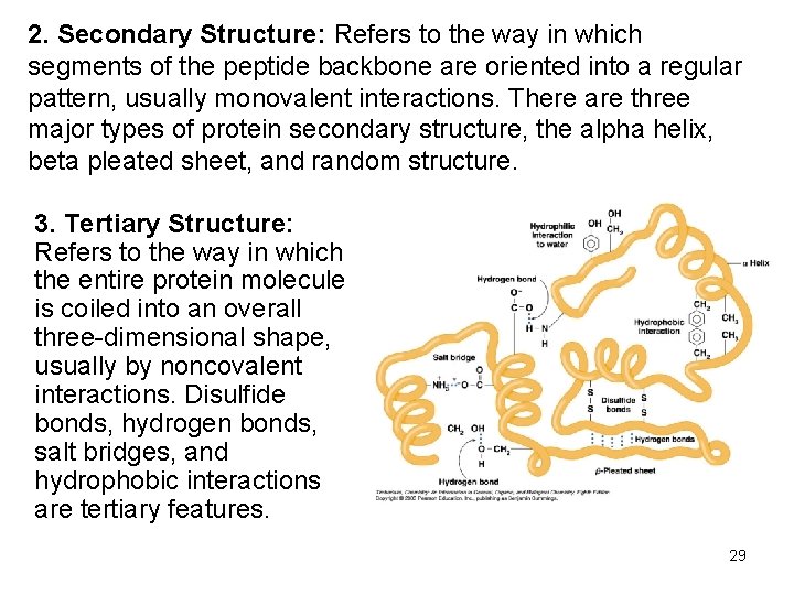 2. Secondary Structure: Refers to the way in which segments of the peptide backbone