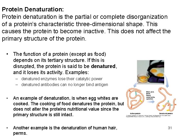 Protein Denaturation: Protein denaturation is the partial or complete disorganization of a protein’s characteristic Protein Denaturation: Protein denaturation is the partial or complete disorganization of a protein’s characteristic