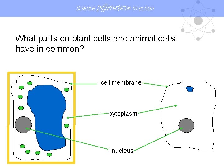 Science Differentiation in action What parts do plant cells and animal cells have in Science Differentiation in action What parts do plant cells and animal cells have in