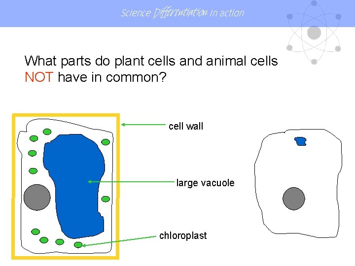 Science Differentiation in action What parts do plant cells and animal cells NOT have Science Differentiation in action What parts do plant cells and animal cells NOT have
