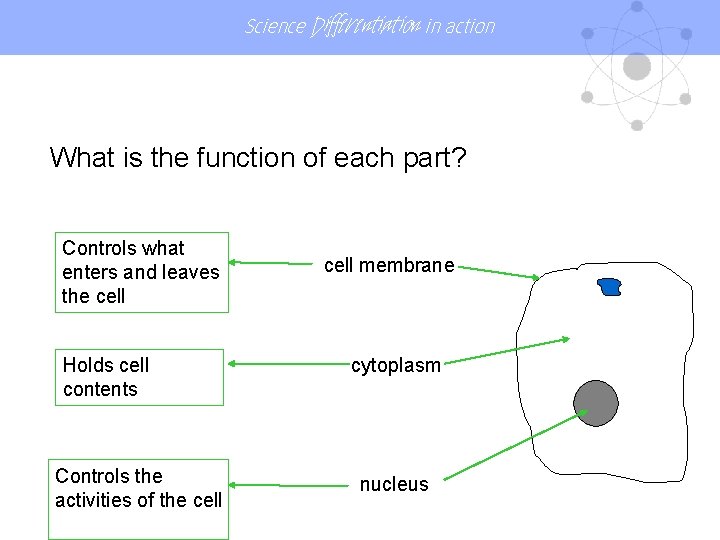 Science Differentiation in action What is the function of each part? Controls what enters Science Differentiation in action What is the function of each part? Controls what enters