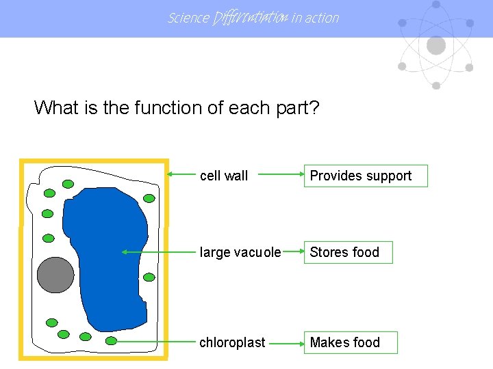 Science Differentiation in action What is the function of each part? cell wall Provides Science Differentiation in action What is the function of each part? cell wall Provides