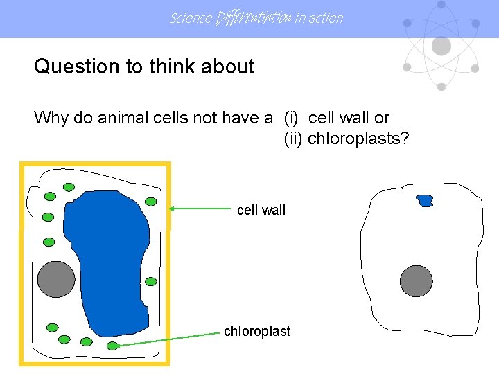 Science Differentiation in action Question to think about Why do animal cells not have Science Differentiation in action Question to think about Why do animal cells not have