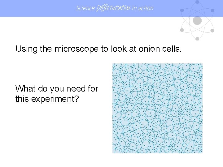Science Differentiation in action Using the microscope to look at onion cells. What do Science Differentiation in action Using the microscope to look at onion cells. What do