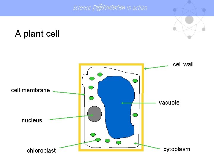 Science Differentiation in action A plant cell wall cell membrane vacuole nucleus chloroplast cytoplasm Science Differentiation in action A plant cell wall cell membrane vacuole nucleus chloroplast cytoplasm