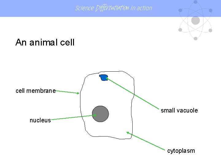 Science Differentiation in action An animal cell membrane small vacuole nucleus cytoplasm Science Differentiation in action An animal cell membrane small vacuole nucleus cytoplasm
