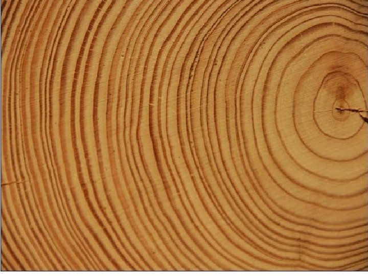 Tree rings pic 