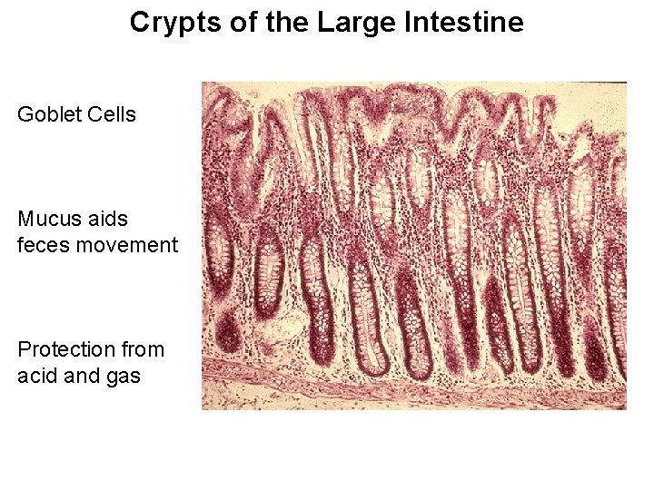 Crypts of the Large Intestine Goblet Cells Mucus aids feces movement Protection from acid