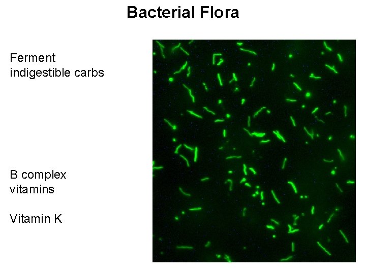 Bacterial Flora Ferment indigestible carbs B complex vitamins Vitamin K 