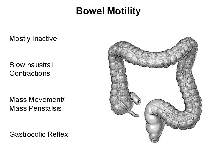 Bowel Motility Mostly Inactive Slow haustral Contractions Mass Movement/ Mass Peristalsis Gastrocolic Reflex 