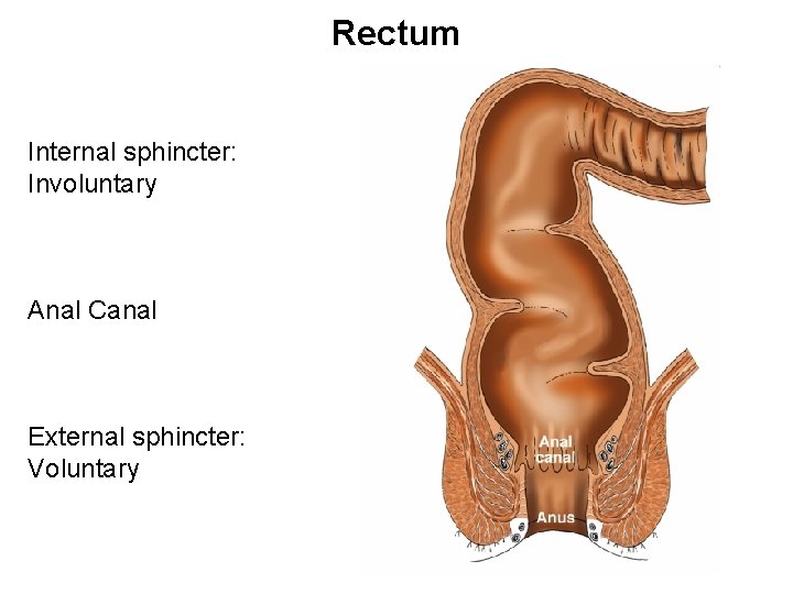 Rectum Internal sphincter: Involuntary Anal Canal External sphincter: Voluntary 