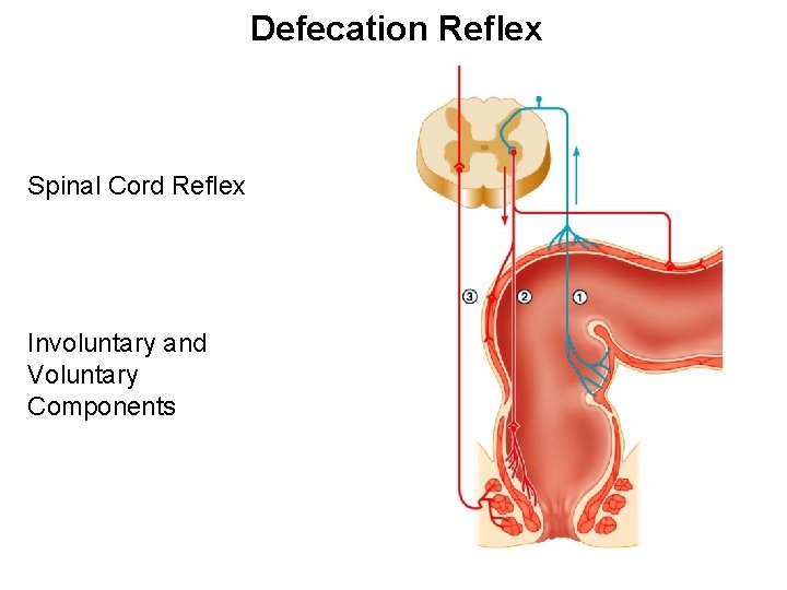 Defecation Reflex Spinal Cord Reflex Involuntary and Voluntary Components 