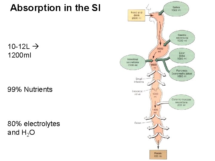 Absorption in the SI 10 -12 L 1200 ml 99% Nutrients 80% electrolytes and