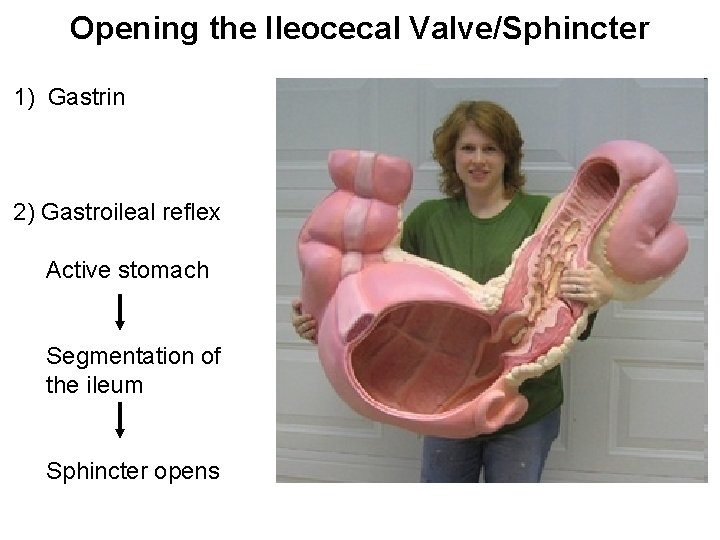 Opening the Ileocecal Valve/Sphincter 1) Gastrin 2) Gastroileal reflex Active stomach Segmentation of the