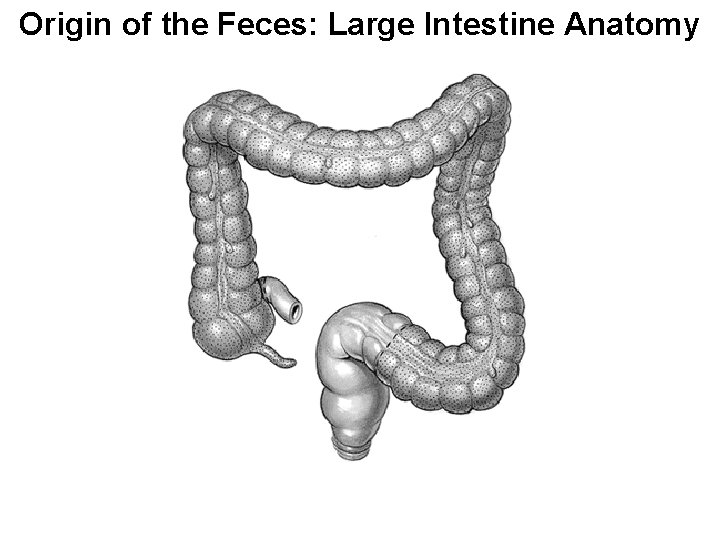 Origin of the Feces: Large Intestine Anatomy 