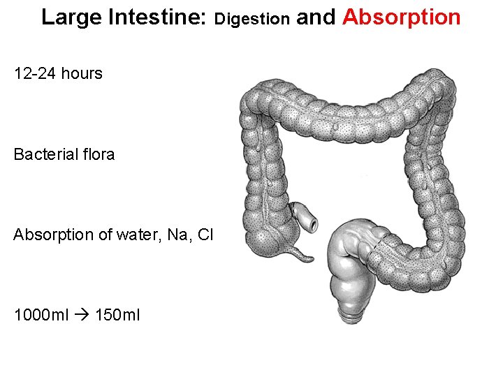 Large Intestine: Digestion and Absorption 12 -24 hours Bacterial flora Absorption of water, Na,