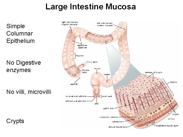 Large Intestine Mucosa Simple Columnar Epithelium No Digestive enzymes No villi, microvilli Crypts 