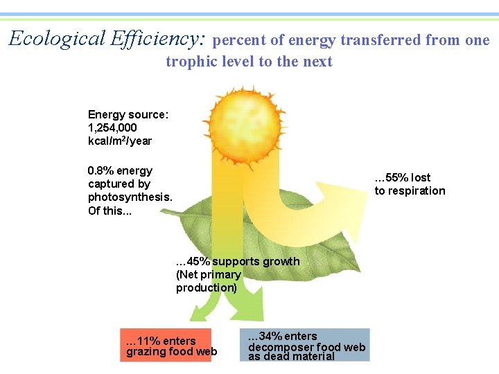 Ecological Efficiency: percent of energy transferred from one trophic level to the next Energy