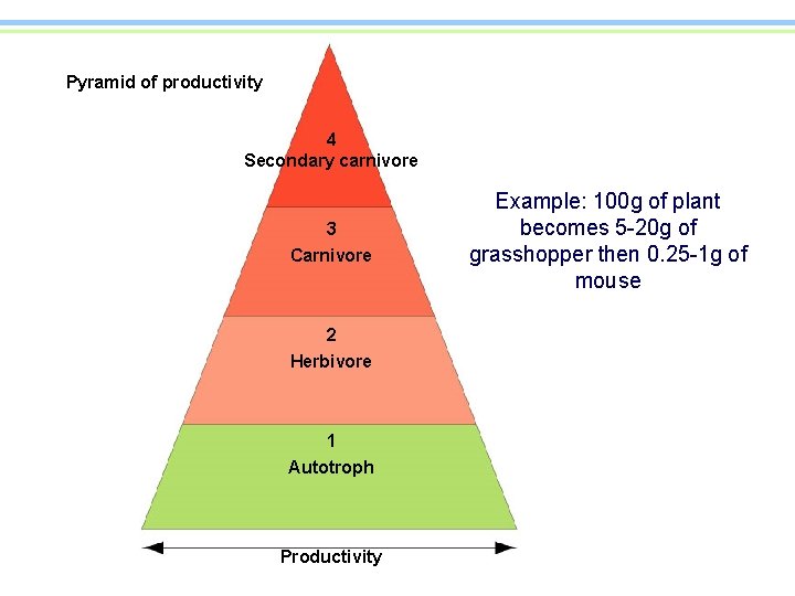 Pyramid of productivity 4 Secondary carnivore 3 Carnivore 2 Herbivore 1 Autotroph Productivity Example: