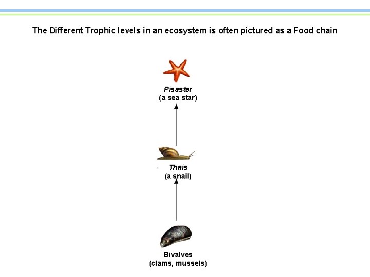 The Different Trophic levels in an ecosystem is often pictured as a Food chain