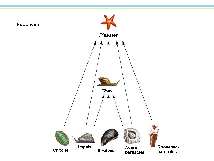 Food web Pisaster Thais Chitons Limpets Bivalves Acorn barnacles Gooseneck barnacles 