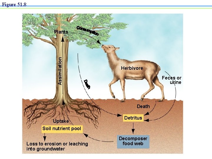 Figure 51. 8 Assimilation Plants Herbivore Feces or urine Death Uptake Detritus Soil nutrient