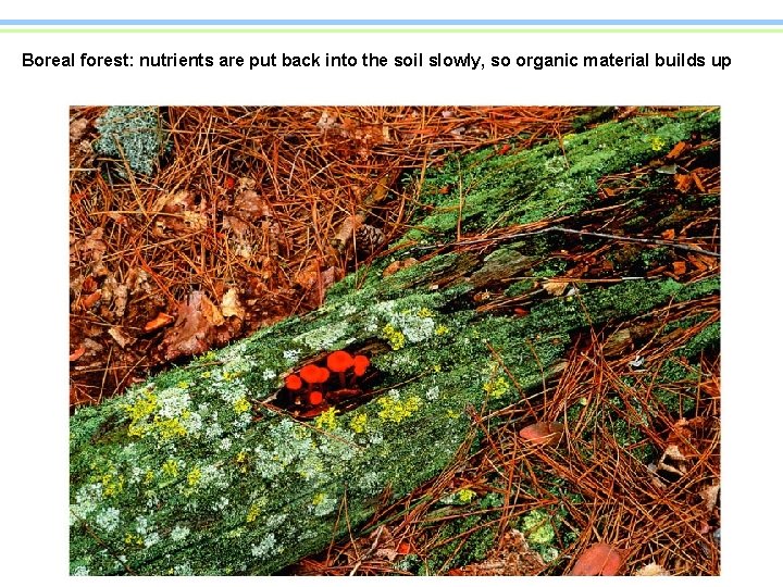Boreal forest: nutrients are put back into the soil slowly, so organic material builds