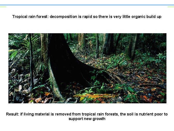 Tropical rain forest: decomposition is rapid so there is very little organic build up