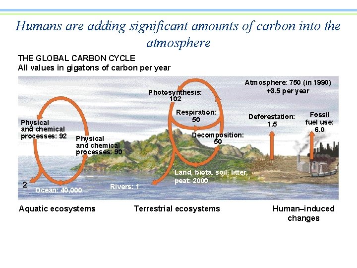 Humans are adding significant amounts of carbon into the atmosphere THE GLOBAL CARBON CYCLE