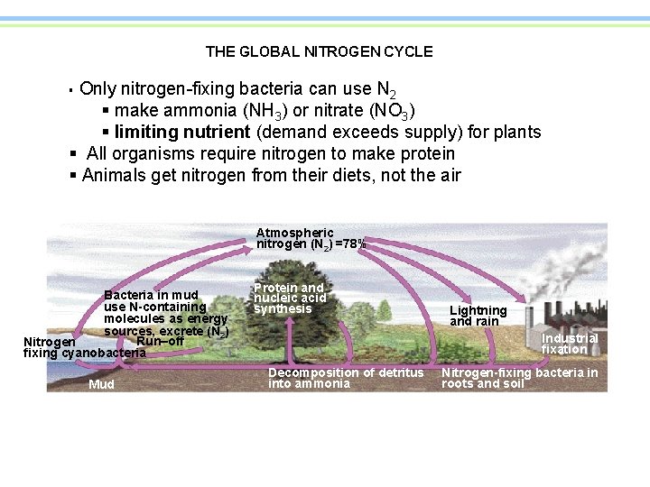 THE GLOBAL NITROGEN CYCLE Only nitrogen-fixing bacteria can use N 2 § make ammonia