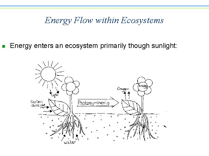Energy Flow within Ecosystems n Energy enters an ecosystem primarily though sunlight: 