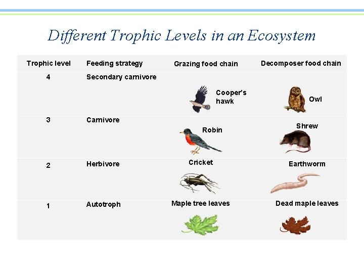 Different Trophic Levels in an Ecosystem Trophic level 4 Feeding strategy Grazing food chain