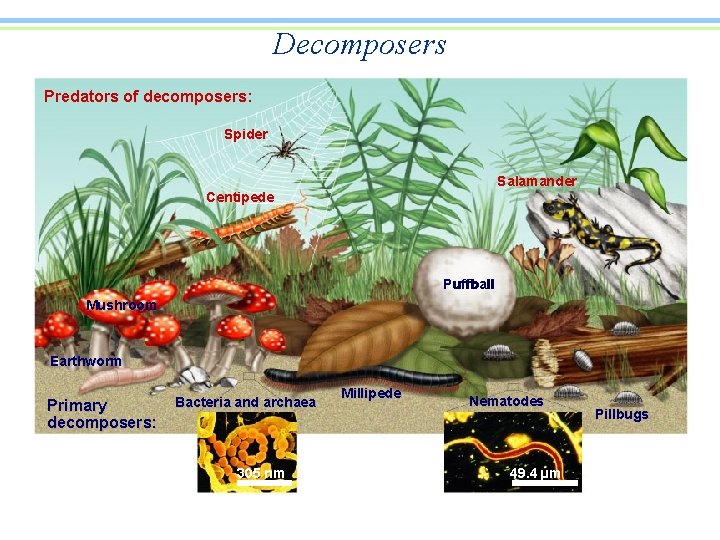 Decomposers Predators of decomposers: Spider Salamander Centipede Puffball Mushroom Earthworm Primary decomposers: Bacteria and