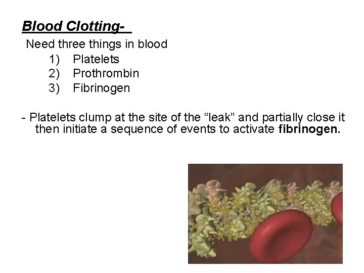 Blood Clotting Need three things in blood 1) Platelets 2) Prothrombin 3) Fibrinogen -