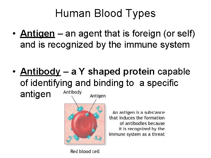 Human Blood Types • Antigen – an agent that is foreign (or self) and