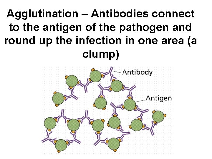 Agglutination – Antibodies connect to the antigen of the pathogen and round up the