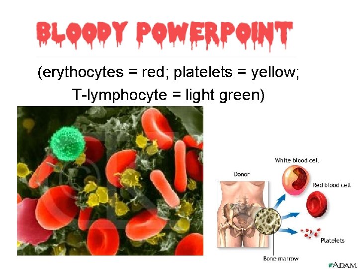 (erythocytes = red; platelets = yellow; T-lymphocyte = light green) 