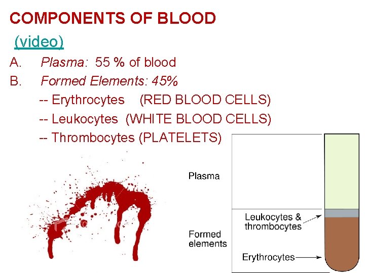 COMPONENTS OF BLOOD (video) A. Plasma: 55 % of blood B. Formed Elements: 45%