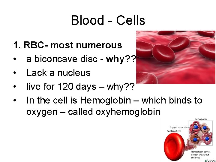 Blood - Cells 1. RBC- most numerous • a biconcave disc - why? ?