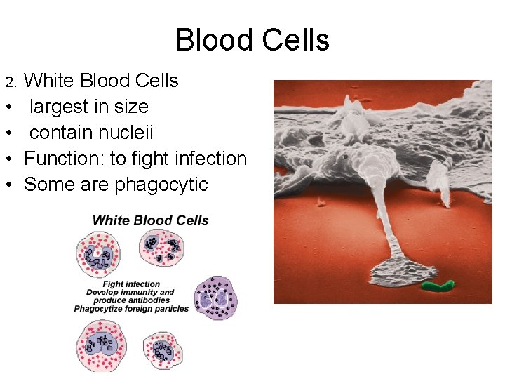 Blood Cells 2. White Blood Cells • • largest in size contain nucleii Function: