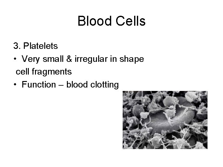 Blood Cells 3. Platelets • Very small & irregular in shape cell fragments •