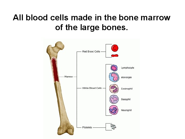 All blood cells made in the bone marrow of the large bones. 